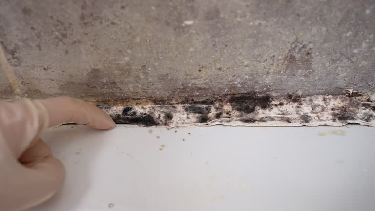 Trusted Emigsville, PA Mold Removal Experts